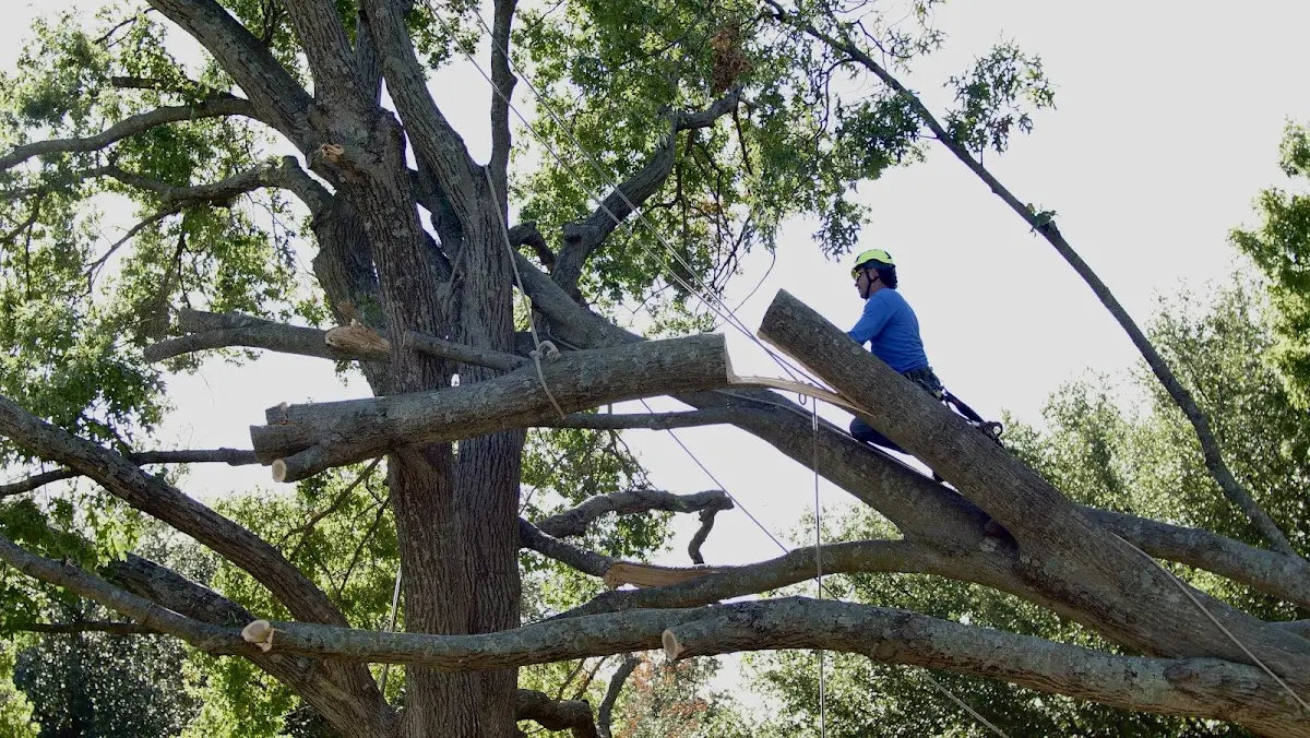 Professional Crown Thinning performed by certified arborists in Meredith