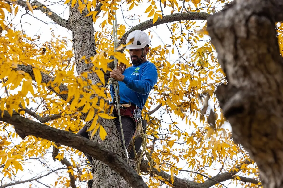 Skilled Tree Trimming crew working in Meredith